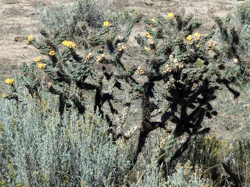 GDMBR: Cholla Cactus still in bloom in October.